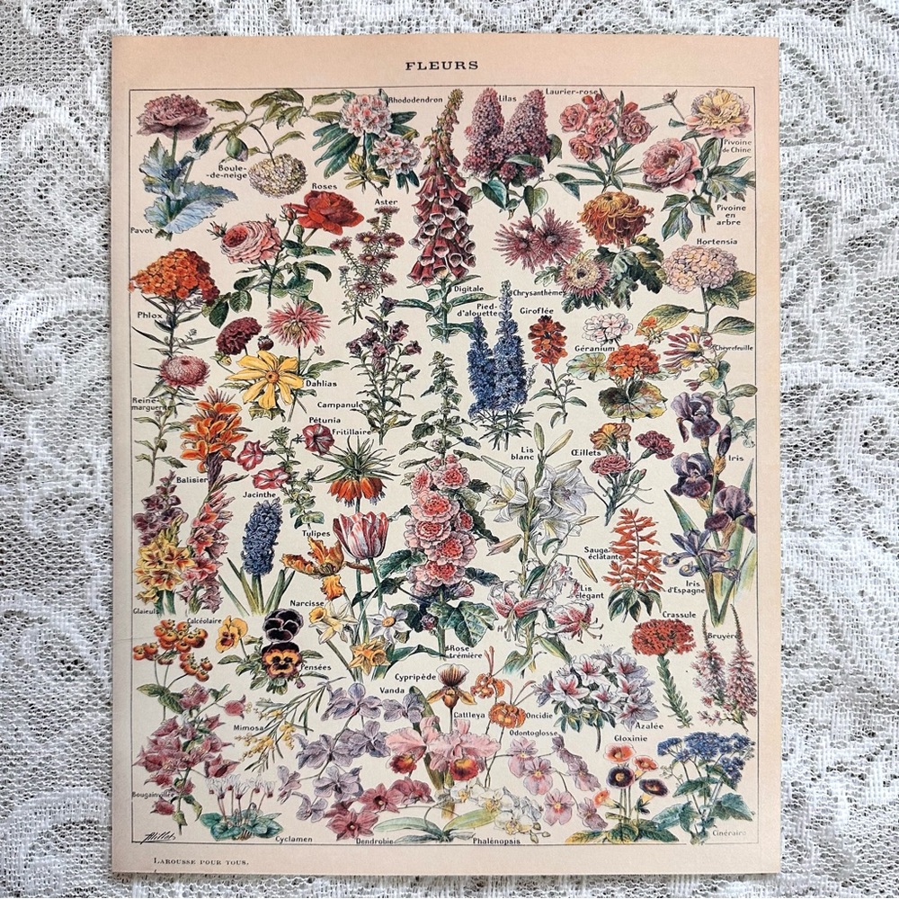 Vintage Scientific "Fleurs" (Flowers) French Floral Print 8x10 1/5 - Picture 3 of 7